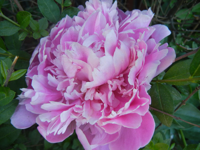 Peony. Bujor (2013, May 15) - BUJORI_Peony Paeonia