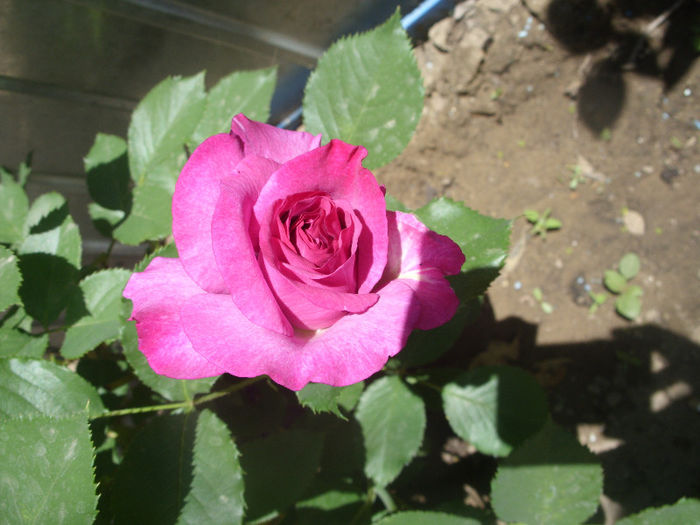 SDC12770 - Trandafirii mei