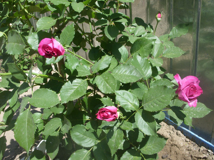 Violettee Parfumee