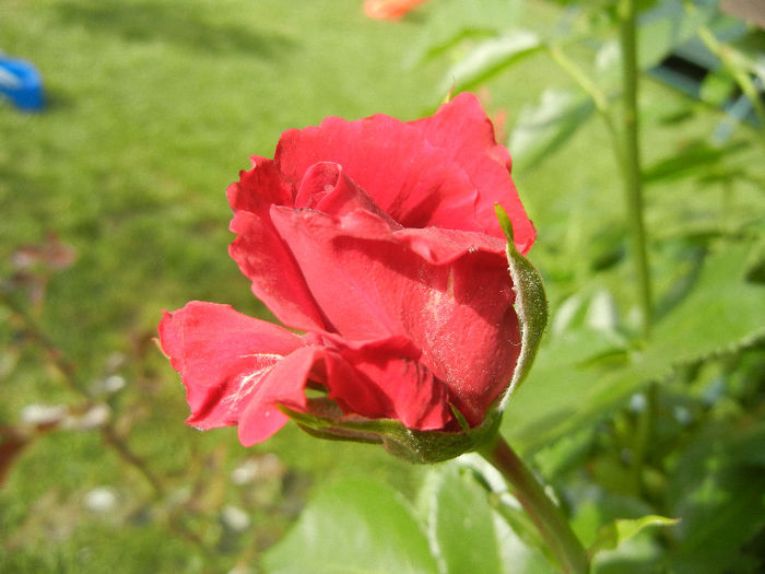 Rose Blaze Superior (2013, May 17) - Rose Blaze Superior