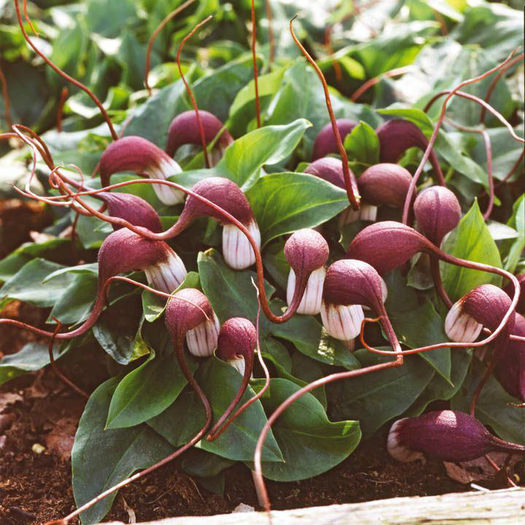 Arisarum proboscideum,