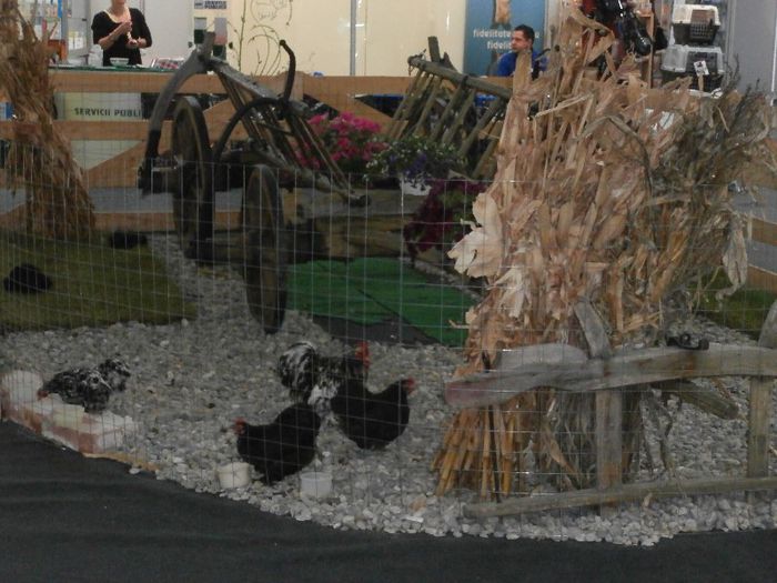 P5170063 - S- ZOO PET FAIR 2013