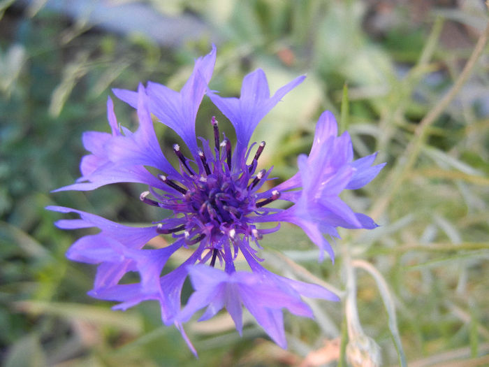 Centaurea cyanus Blue (2013, May 15) - Centaurea cyanus Blue