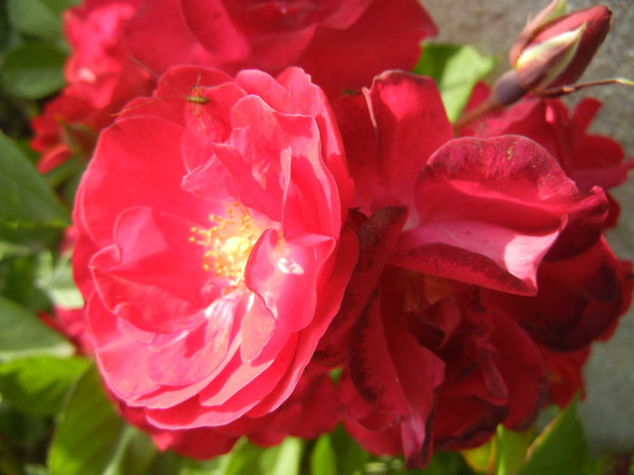 Rose Leipzig (2013, May 17)