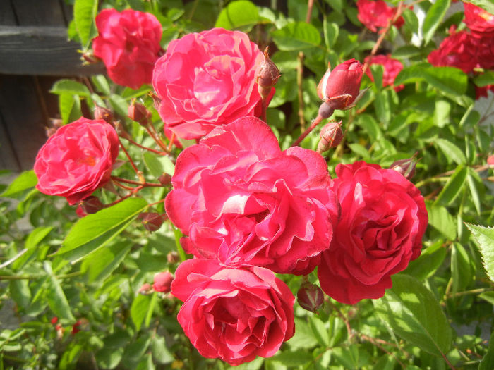 Rose Leipzig (2013, May 17)