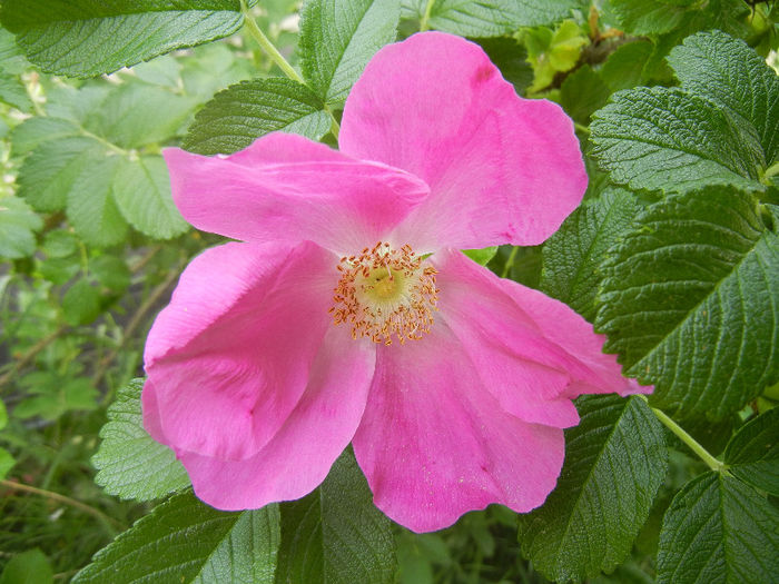 Rosa rugosa (2013, May 17)