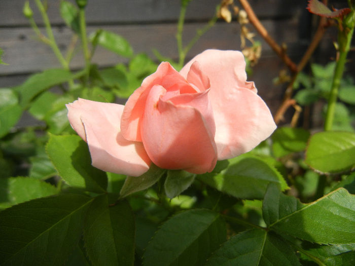 Rose Pleasure (2013, May 17)