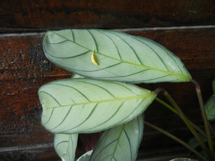 Ctenanthe Grey Star (2013, May 13)