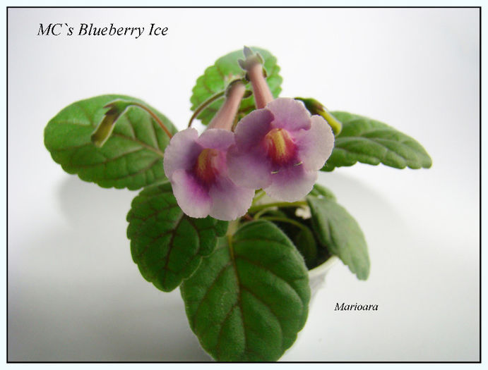 MC`s Blueberry Ice - Minisinningia MCs Blueberry Ice