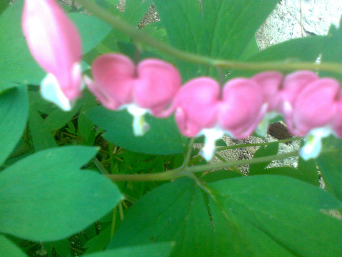 dicentra - 2013 FLORI EXTERIOR