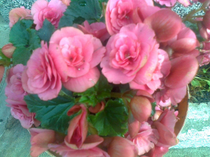 begonia non stop - 2013 FLORI EXTERIOR