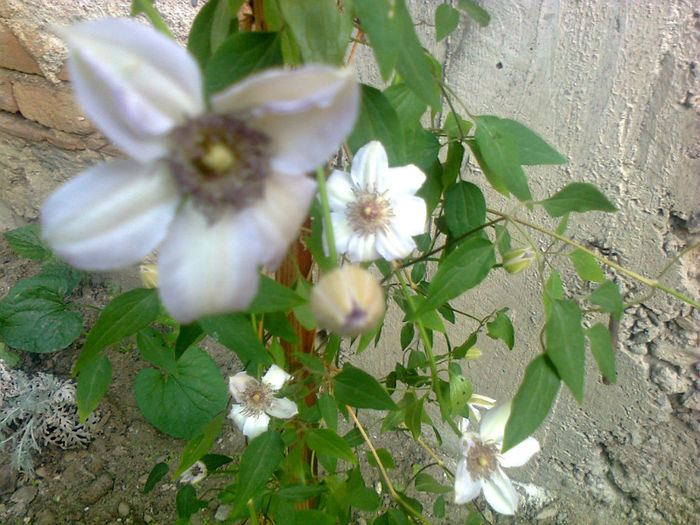 clematita