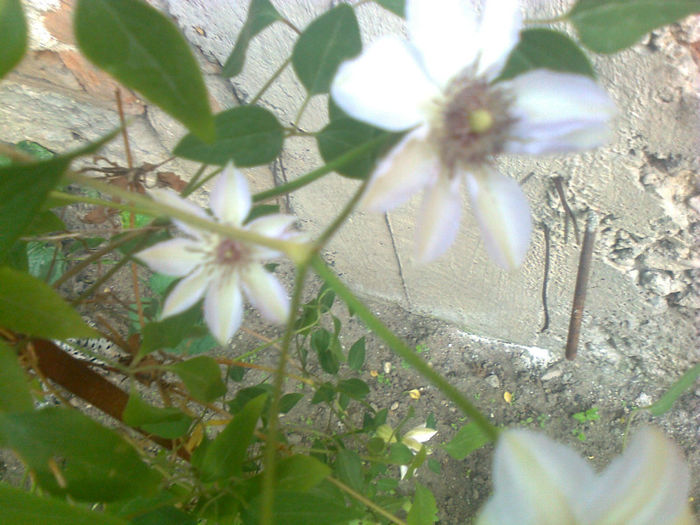 clematita