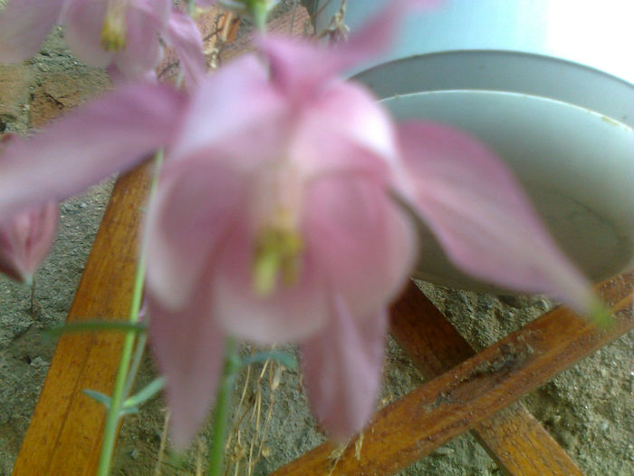 aquilegia caldaruse