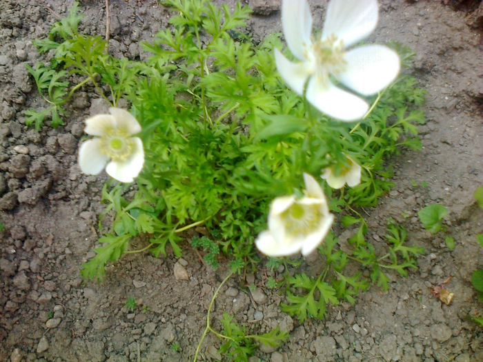 anemone