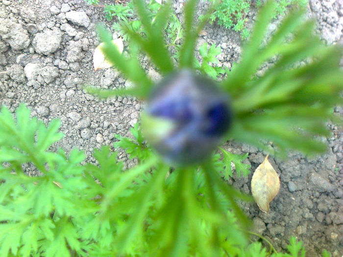 anemone