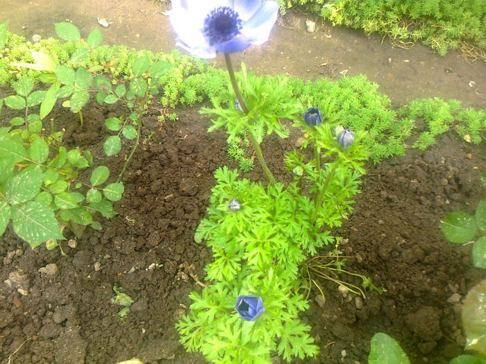 anemone