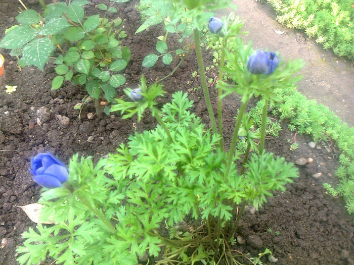 anemone