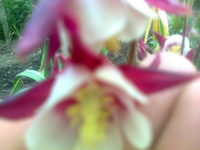 aquilegia caldaruse
