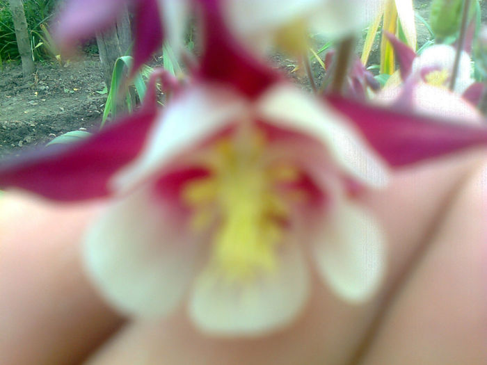 aquilegia caldaruse