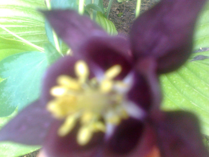 aquilegia caldaruse - 2013 FLORI EXTERIOR