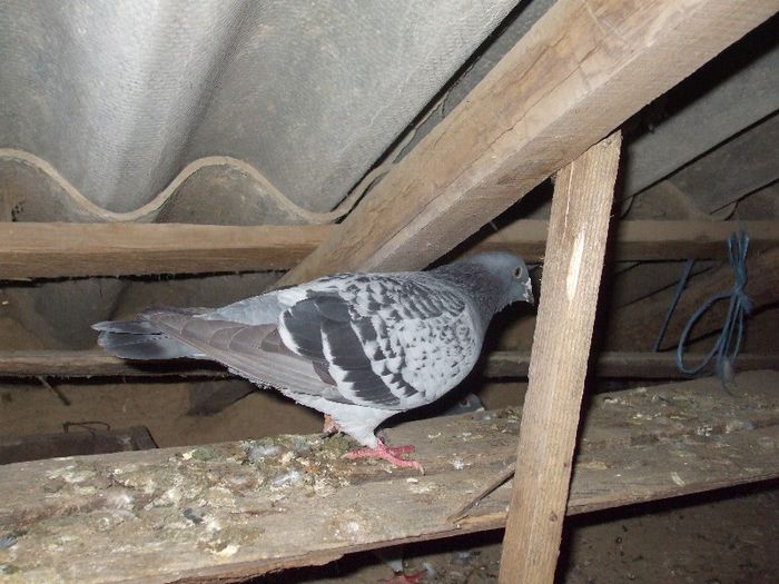 DSCF7486 - porunbei pe care nui mai detin