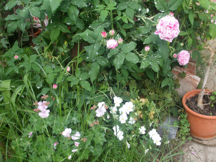DSCF1125 - primavara