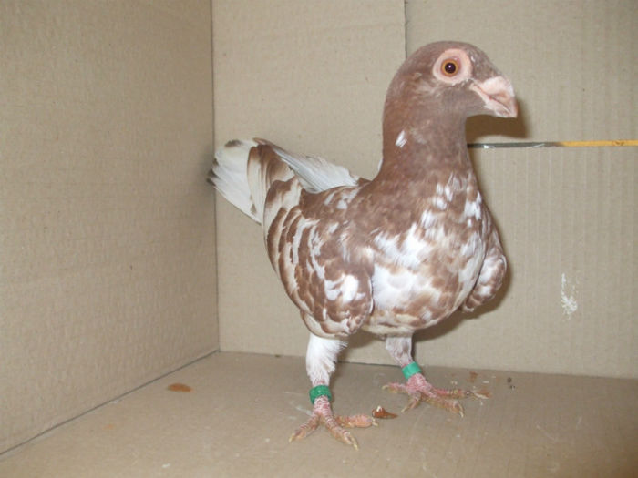 DSCF7144 - PUI 2013