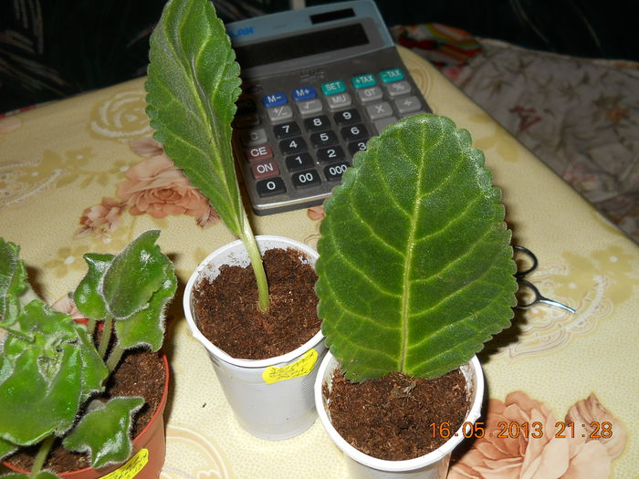 sliper alb si gloxinia tigrina red - ACHIZITII 2013