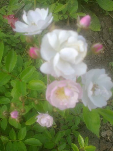 Alb-roz urcator cu flori mici - Trandafiri 2013