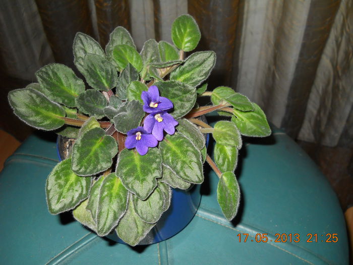 033 - VIOLETE 2013