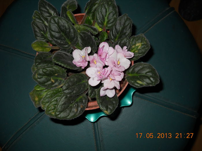 038 - VIOLETE 2013