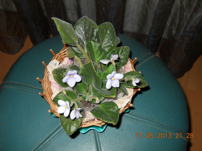 039 - VIOLETE 2013