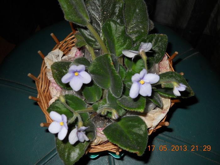 042 - VIOLETE 2013