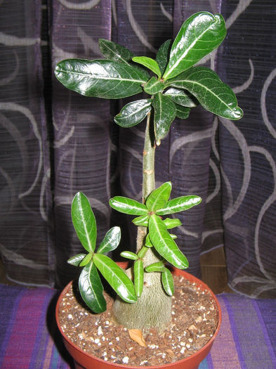 IMG_3088 - adenium 2013