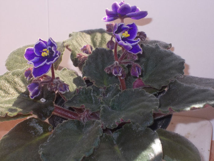 DSCN8735_4195 - Florile mele