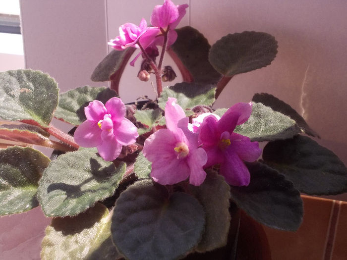 DSCN8737_4197 - Florile mele