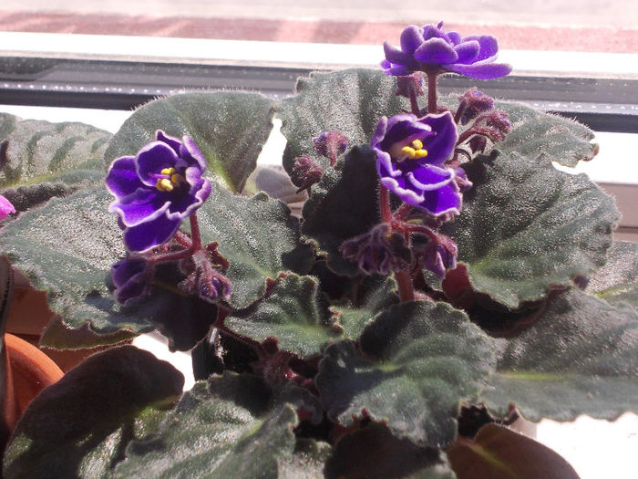 DSCN8742_4202 - Florile mele