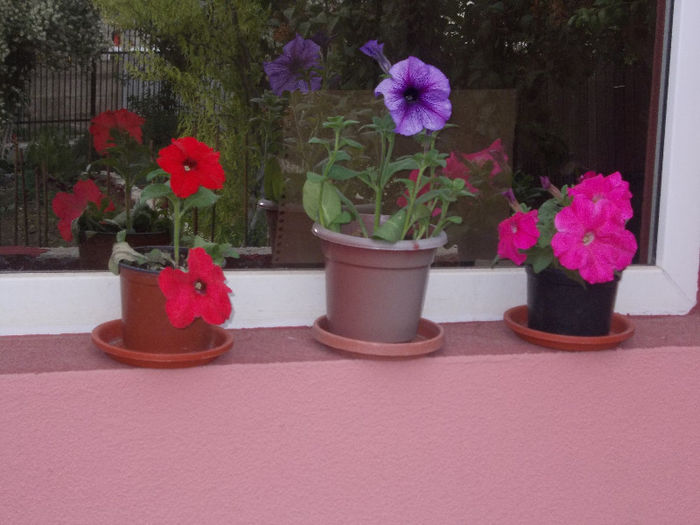 DSCN8761_4221 - Florile mele