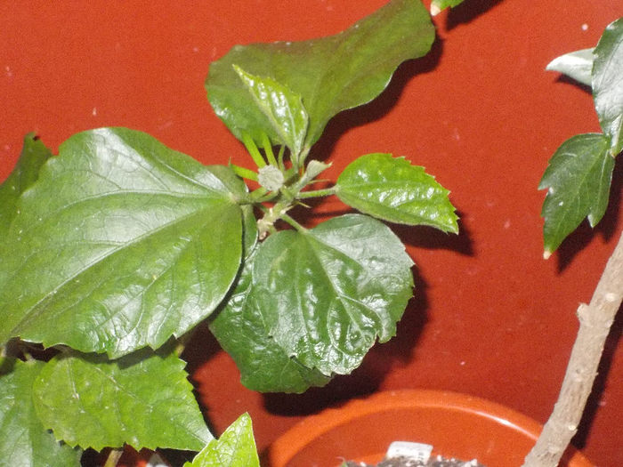 DSCN8790_4250 - Florile mele