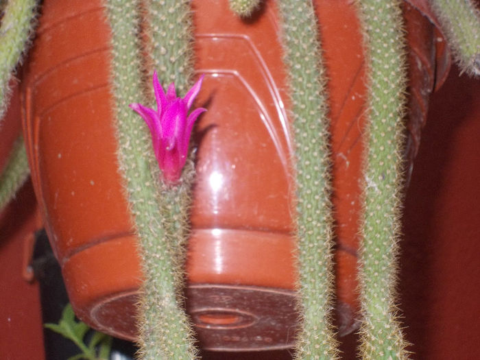 DSCN8804_4264 - Florile mele