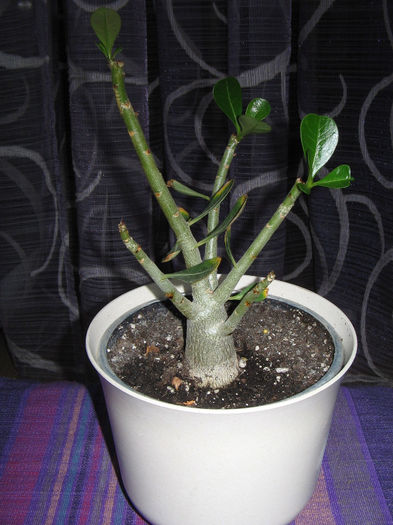 IMG_3092 - adenium 2013