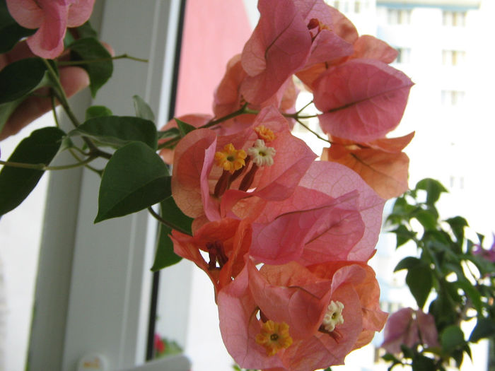 Rosenka