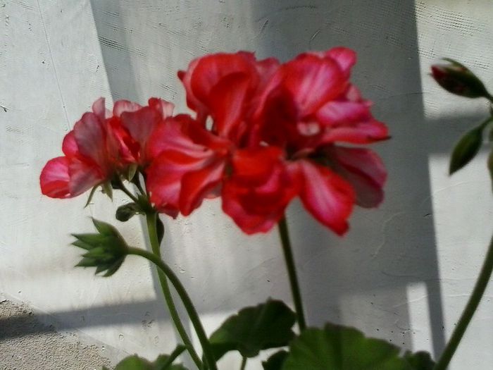  - Flori pe balcon