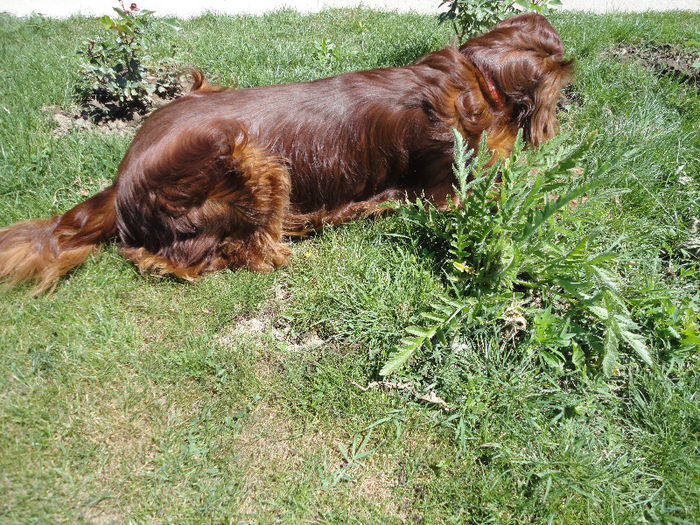 DSC06506 - Lucky-cainele meu