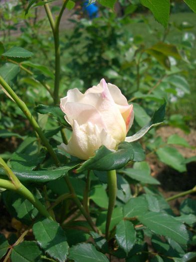 Lichfield Angel • Ausrelate (Shrub. English Rose Collection) - trandafiri 2013 - part I