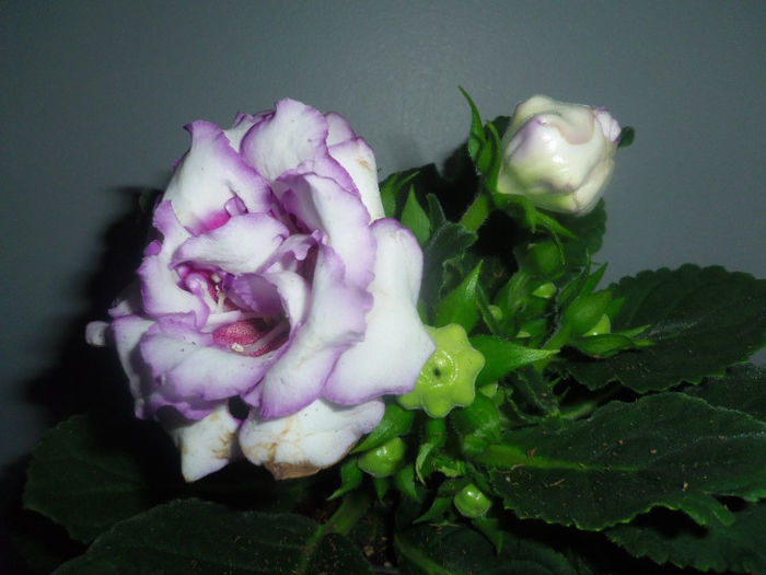 17 mai 2013 - 2013 Gesneriaceae