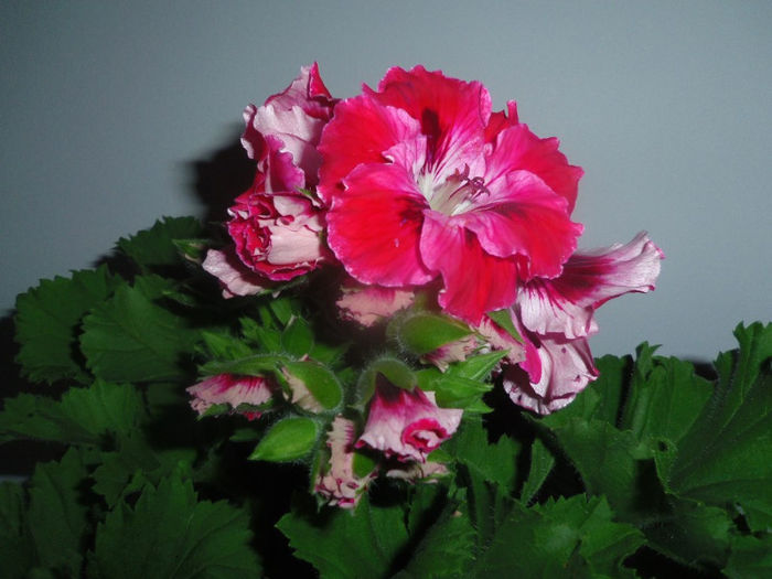 17 mai 2013 - 2013 Pelargonium