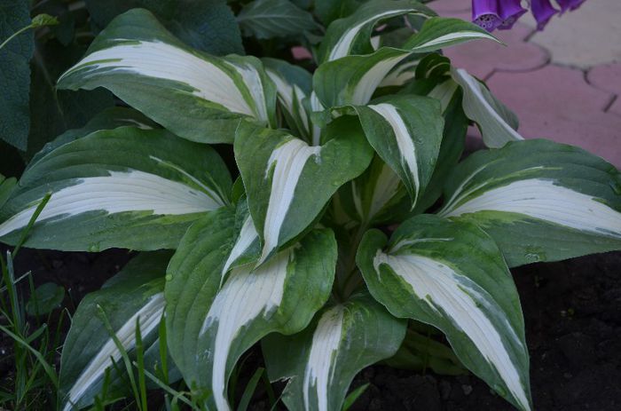 DSC_1253 - 1HOSTA 2013