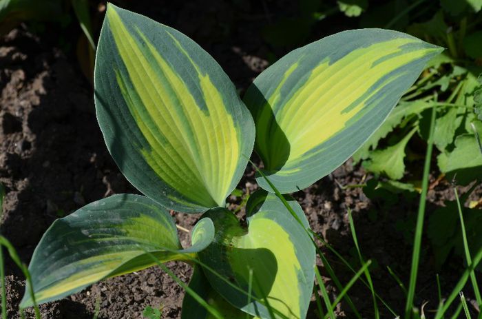 DSC_1254 - 1HOSTA 2013